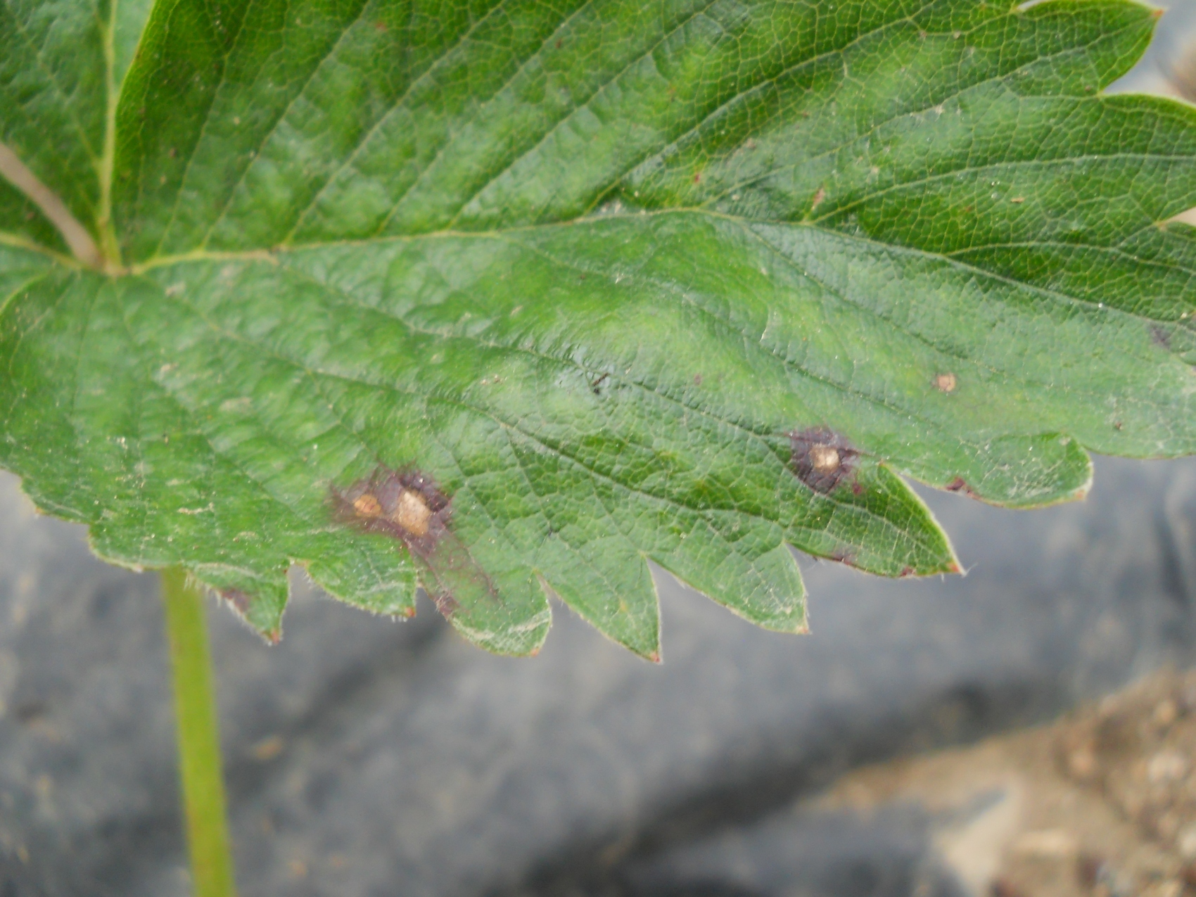 Mycosphaerella fragariae - ljubicastalisna pegavost jagode.JPG